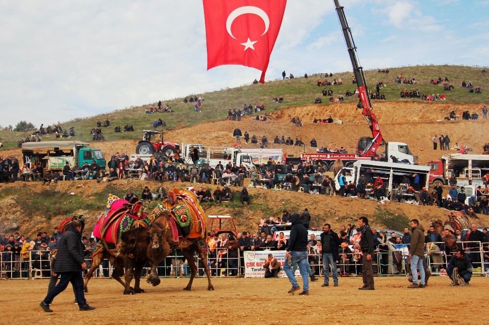 Ödemiş’te deve güreşi heyecanı 