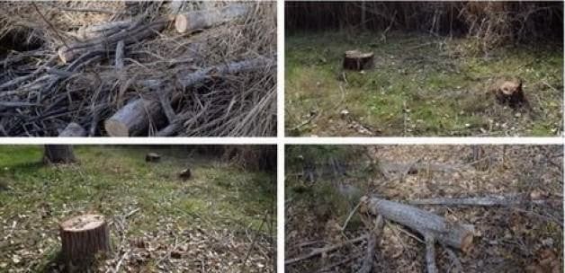 ODTÜ'de ağaç katliamı!