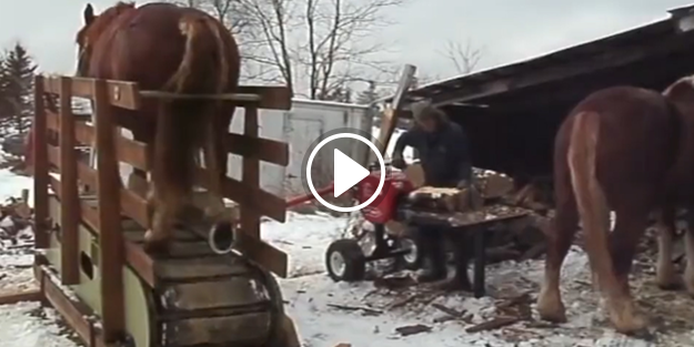 Oduncu adam kurduğu zekice düzenekle...