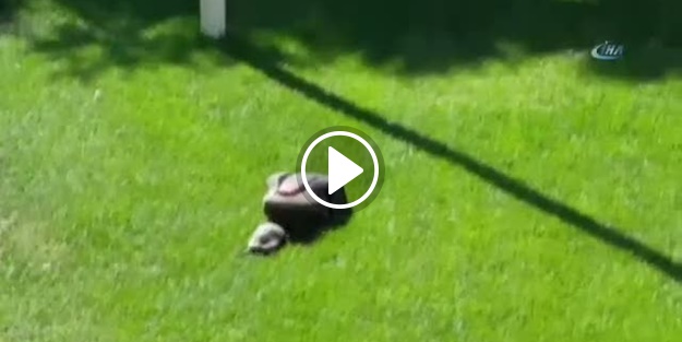 Öfkeli kaplumbağa güldürdü