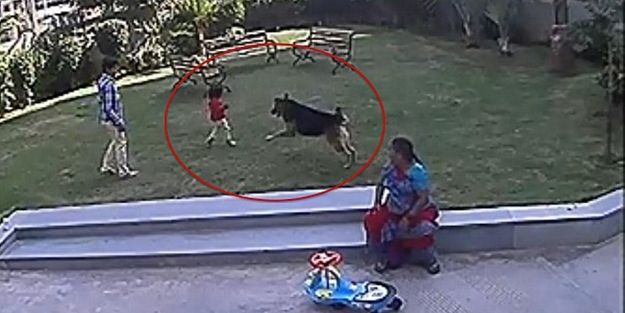 Öfkeli köpek bir anda çocuğa saldırdı/ VİDEO