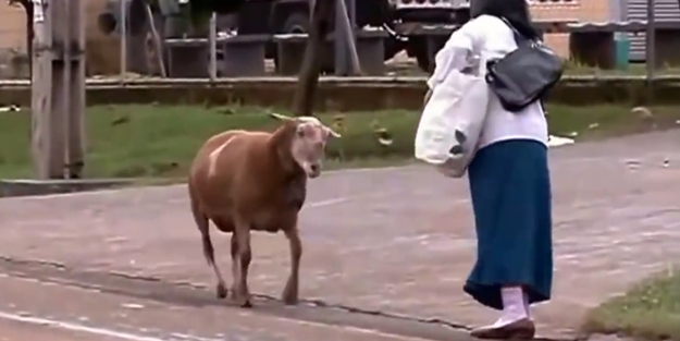 Öfkesi dinmeyen asabi koyun - VİDEO