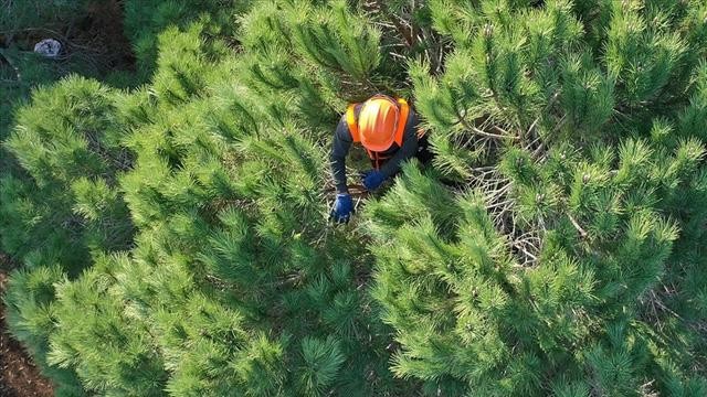 OGM işçi alımı 2022: OGM'nin 5 bin geçici işçi alımına ilişkin ilanı Resmi Gazete'de
