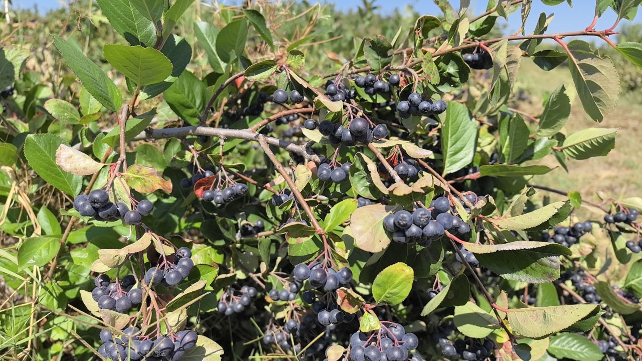 Öğrenciler aronyayı işledi, doğal ürünler satışa hazır!