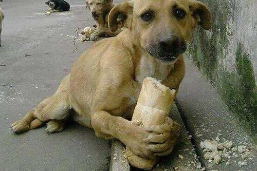 Hayvanseverler'den anlamlı hareket