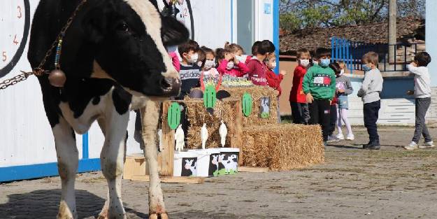 Öğrencilerine ‘İ’ harfini öğretmek için okula inek getirdi