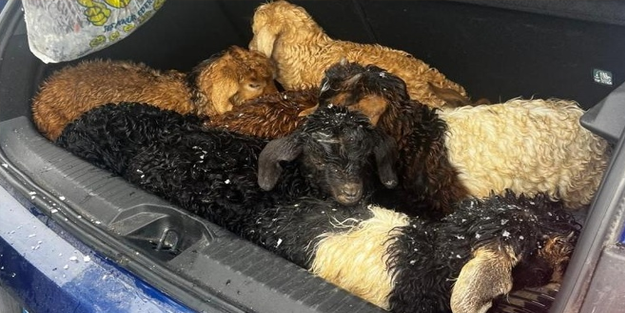 Öğretmenler donma tehlikesi geçiren kuzuları kurtardı