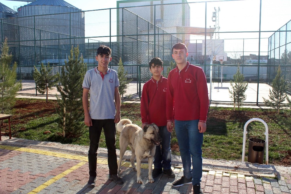 Öğretmenlerinden izin alıp dersten çıktılar, tellere takılan köpeği kurtardılar 