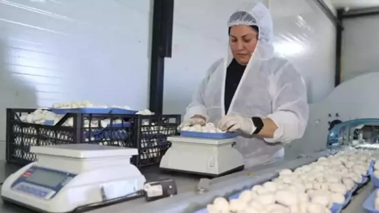 Öğretmenliği bırakıp devlet desteğiyle tesis kurdu: Ayda 60 ton üretiyor…