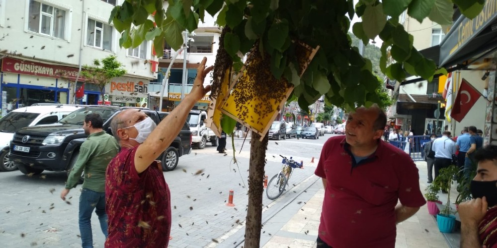 Oğul veren arılar cadde ortasındaki ağaca konunca paniğe neden oldu 