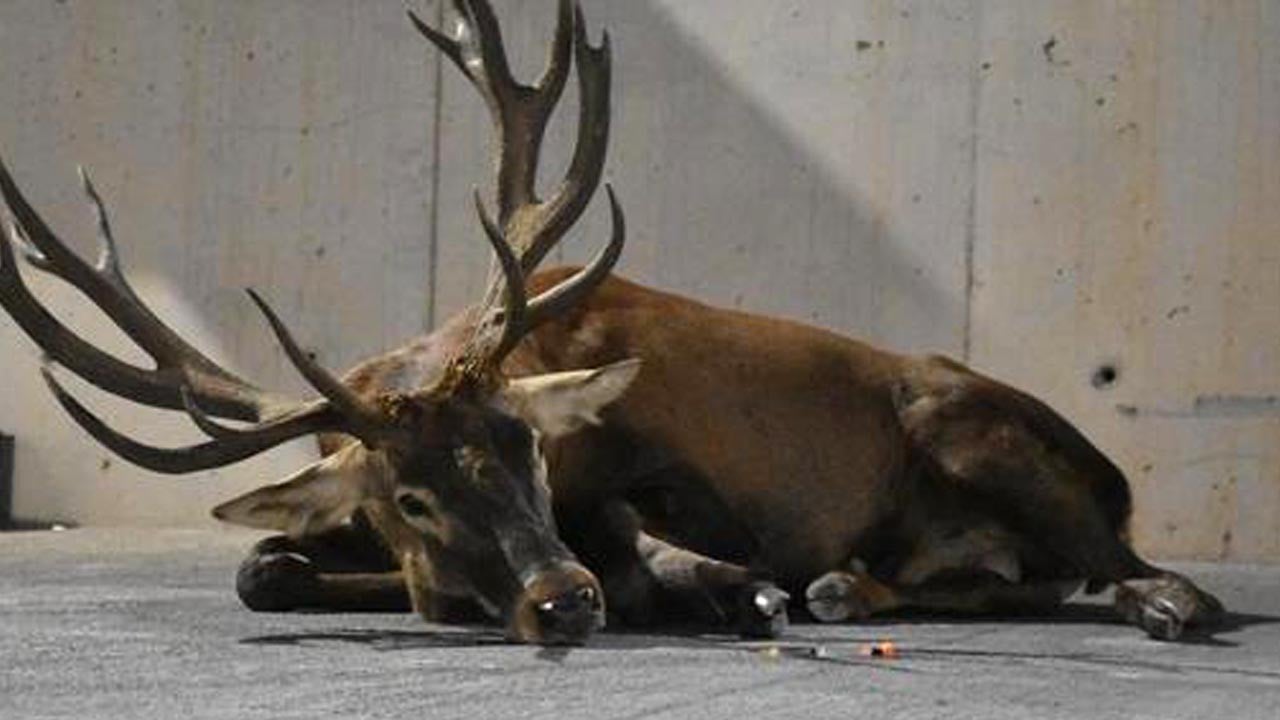Ohio’da geyik dehşeti: Evinde beslediği hayvan tarafından öldürüldü