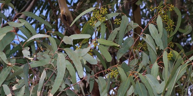 Okaliptüs tüm solunum rahatsızlıklarına iyi geliyor!