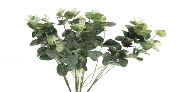 Okaliptus yağının faydaları nelerdir?