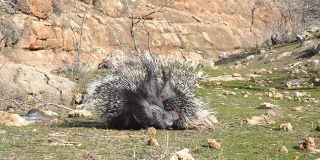 Oklu kirpiyi öldüren kişiye 2 bin 449 TL para cezası!