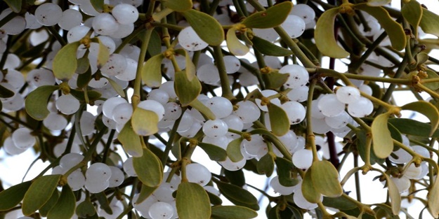 Ökse otunun zararları nelerdir?