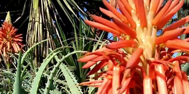 Oksijen bombası! Bu bitki ile evinize taze hava sağlayın! Naylon ve kartondan yapılmış sahte olanları atın