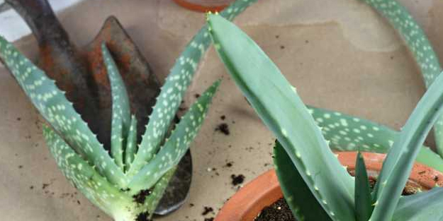 Oksijen bombası! Bu bitki ile evinize taze hava sağlayın: Tek yöntemle güçlü etki! İlk kez duyanlar, benzeri yok