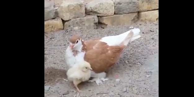 Anne güvercin öksüz civcivi yalnız bırakmadı