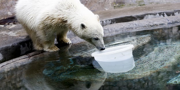 Öksüz kalan kutup ayısı kurtarıldı
