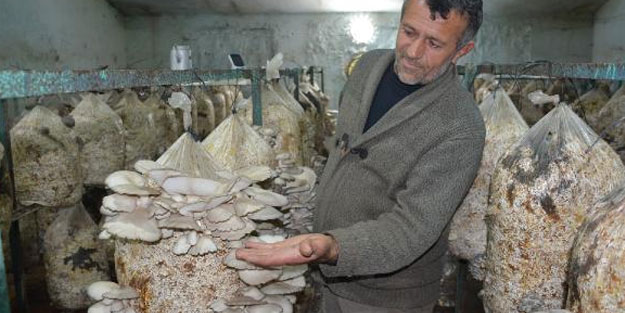 Okuduğu ilkokulun binasını kiralayıp mantar üretimi yaptı