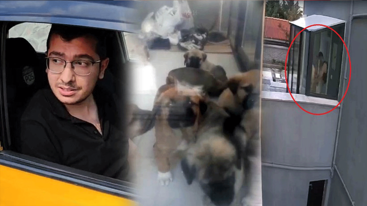 Okudukça isyan ettiriyor! Sahiplendiği köpekleri öldüren doktorun savunması çileden çıkardı