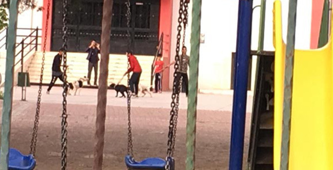 Okul bahçesinde köpek dövüşü!
