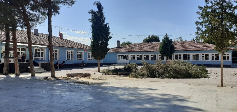 Okul bahçesindeki çam ağaçlar kesildi 