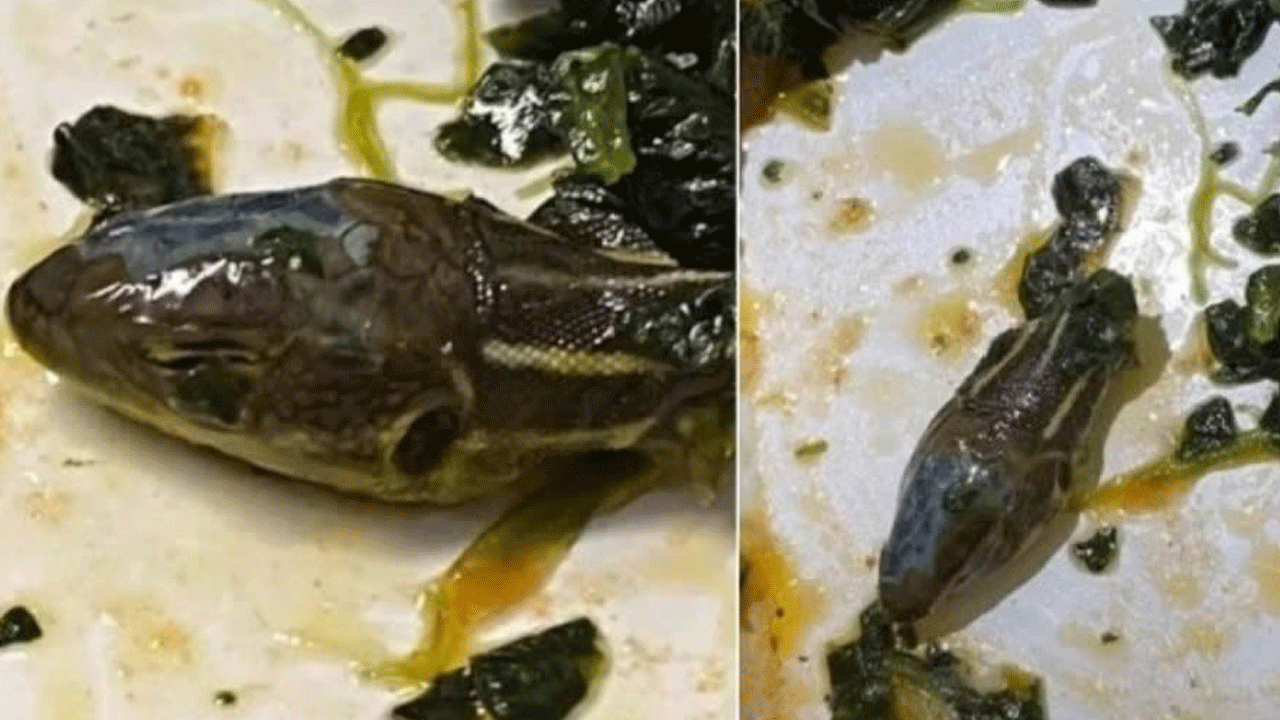 Okul yemeğinde yılan çıktı, yüzlerce öğrenci zehirlendi!