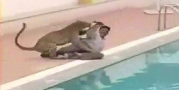 Okula giren leopar dehşet saçtı!