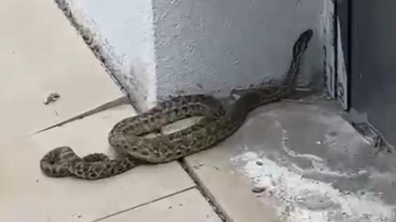 Okulda yılan paniği! Öğretmen tarafından yakalandı