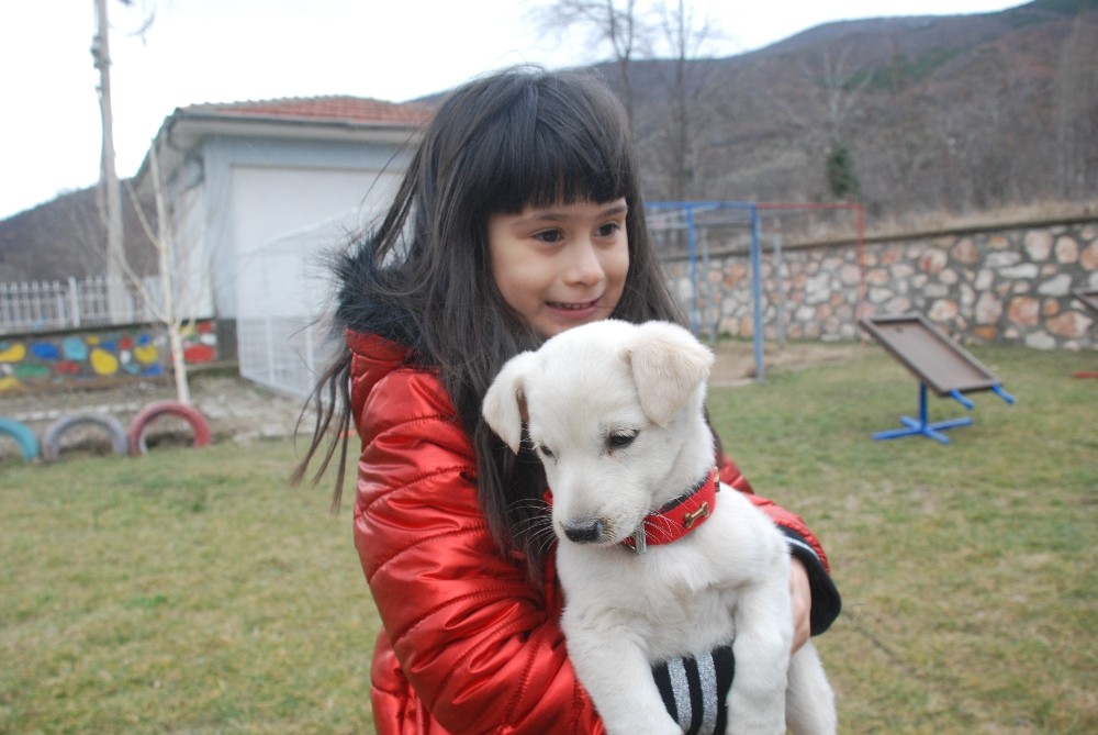 Okullar terkedilmiş köpeklerin yuvası oldu 