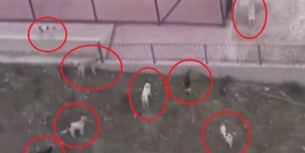 Okullara da musallat oldular, çocuklarımız tehlikede: Başıboş köpekler ilkokul öğrencilerine saldırdı!