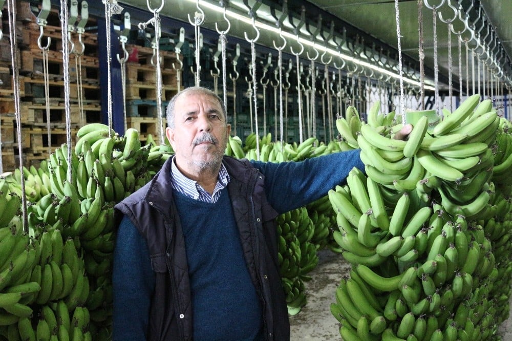 Okullarda muz tüketimine üreticilerden tam destek 
