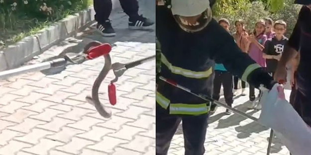 Okulun bahçesindeki yılan paniğe neden oldu!