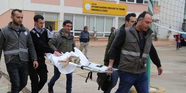 Okulun havalandırma boşluğuna düşen çakal kurtarıldı