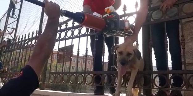 Okulun korkuluklarına sıkışan köpek kurtarıldı