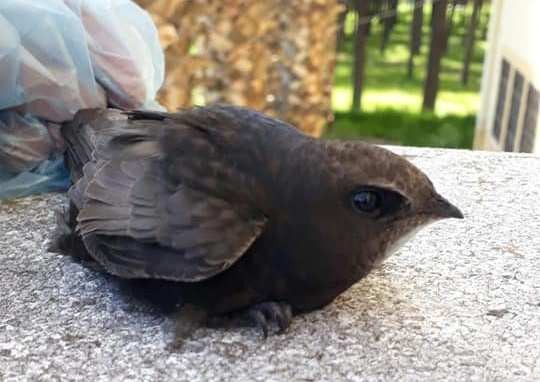 Okulun sınıfında Ebabil kuşu bulundu 