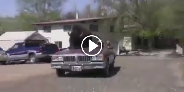 'Öküzün önde gideni' dedikleri bu olsa gerek!