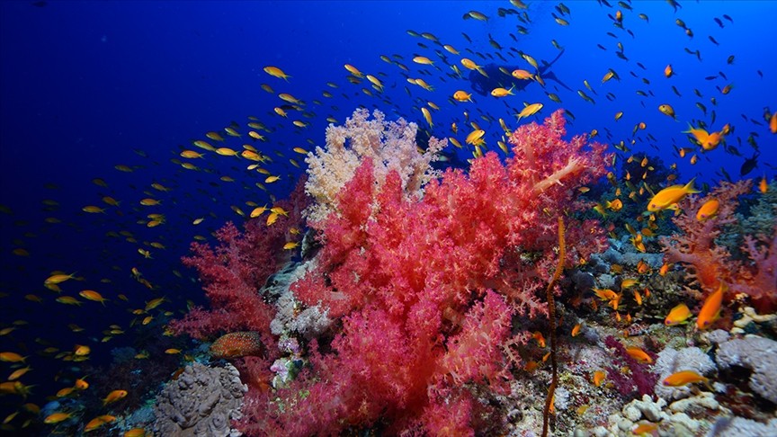 Büyük Set Resifi'nde okyanus sıcaklığı 400 yılın en yüksek seviyesine çıktı!