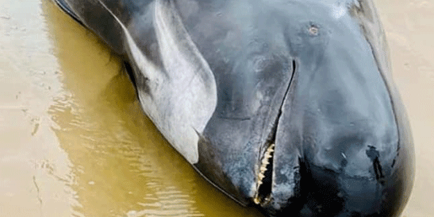 Okyanus ülkesinde görülmemiş balina olayı