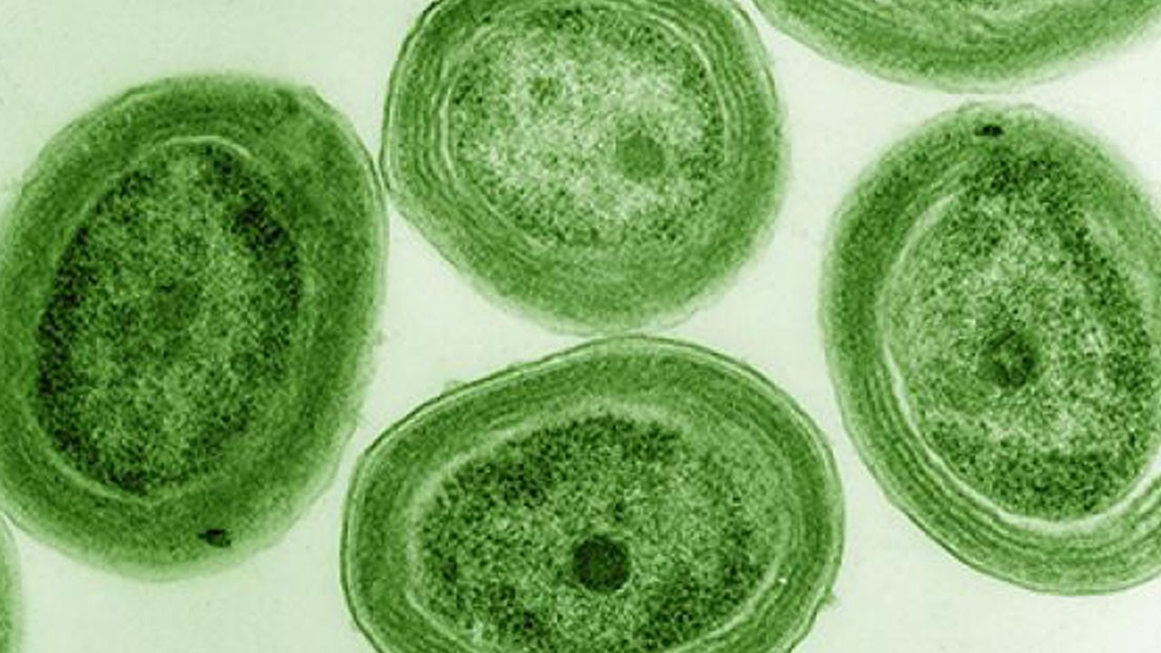 Okyanuslarda kritik tehlike! Milyarlarcası sıcaklığa yenik düşüyor