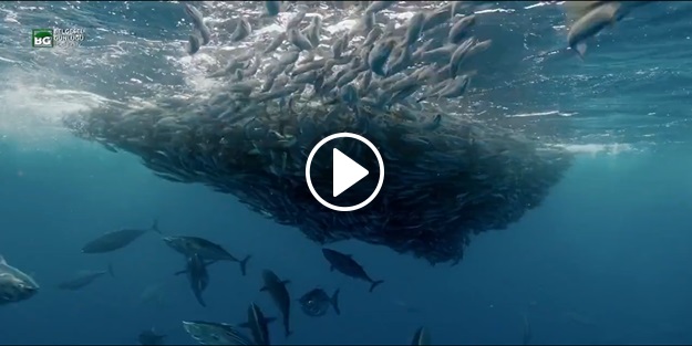 Okyanusta büyük ziyafet