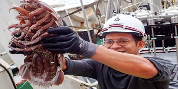 Okyanusta dev böcek keşfedildi