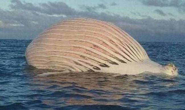 Okyanusta yüzen 'yaratık' herkesi şaşırttı!