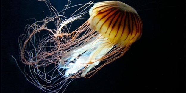 Okyanusun büyük canlıları kaç metre? - FOTO