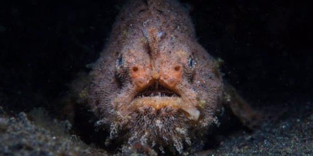 Okyanusun en korkutucu balıkları