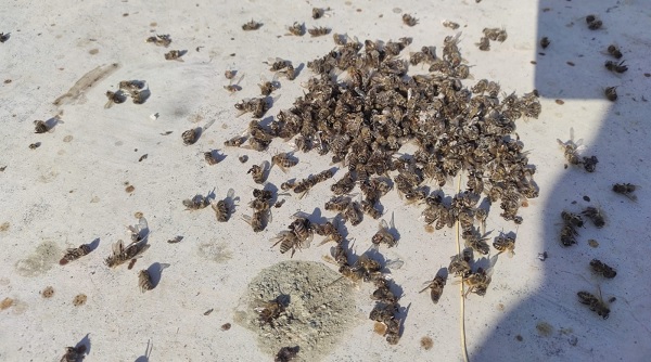 Olanlar oldu! Kış uykusuna yatmayan arıların feci sonu