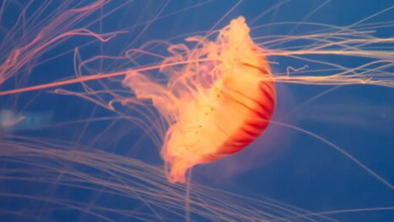 Olası felaket böyle önlenmiş! Denizanaları nükleer santrali durdurdu