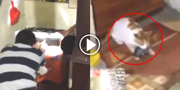 Olaydan habersiz kediye zorla fare yakalattılar