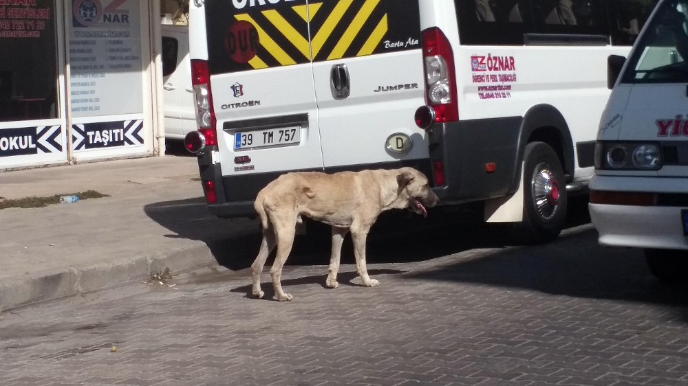 Öldü sanılan köpek hayata döndürüldü 